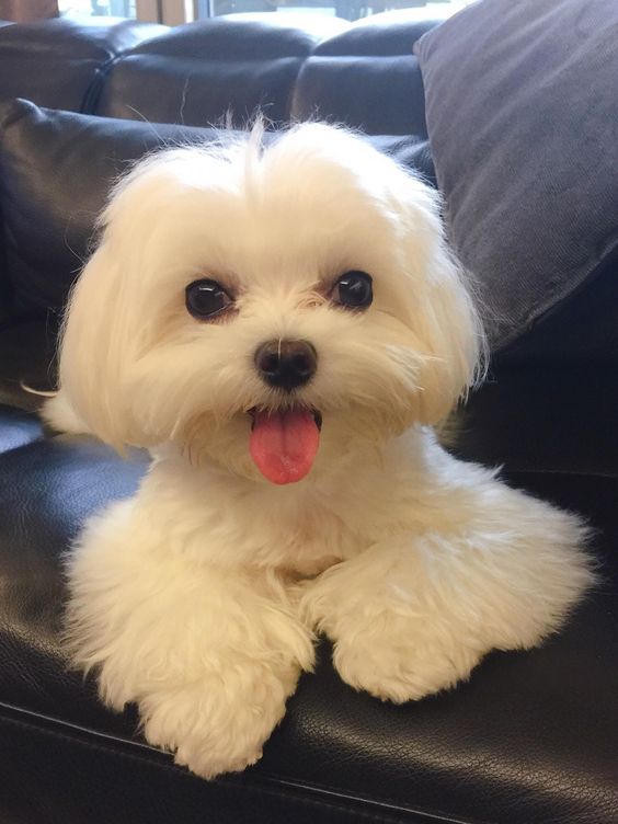 Maltese Terrier Köpeği Hakkında Bilmeniz Gereken 13 Şey
