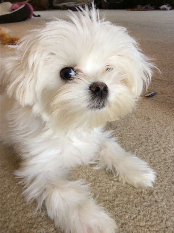 Maltese Terrier Köpeği Hakkında Bilmeniz Gereken 13 Şey