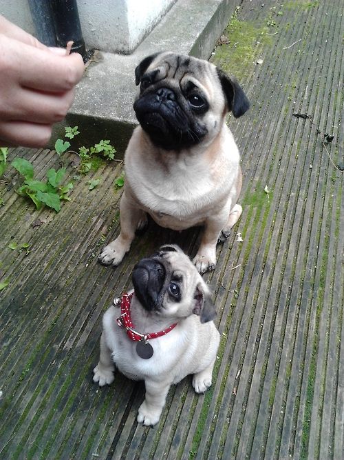 Pug Köpek Cinsi Bakımı ve Özellikleri