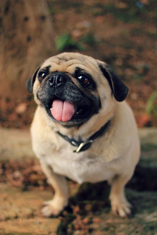 pug köpek tasması
