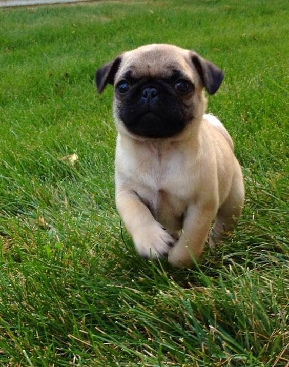 Pug Köpek Cinsi Bakımı ve Özellikleri