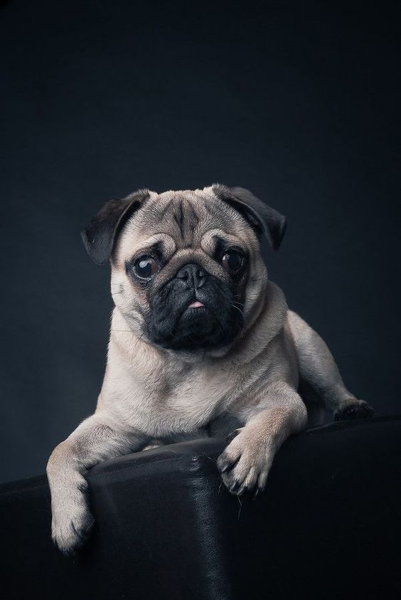 Pug Köpek Cinsi Bakımı ve Özellikleri