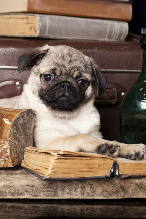 Pug Köpek Cinsi Bakımı ve Özellikleri