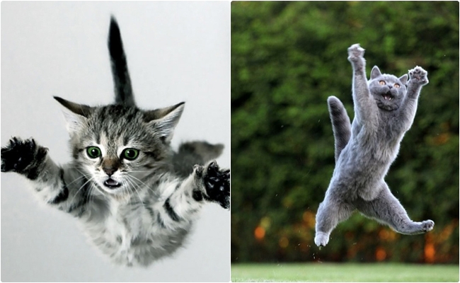 “Kedi Bilimi” Ders 1: Kediler Neden Dört Ayakları Üzerine Düşerler?