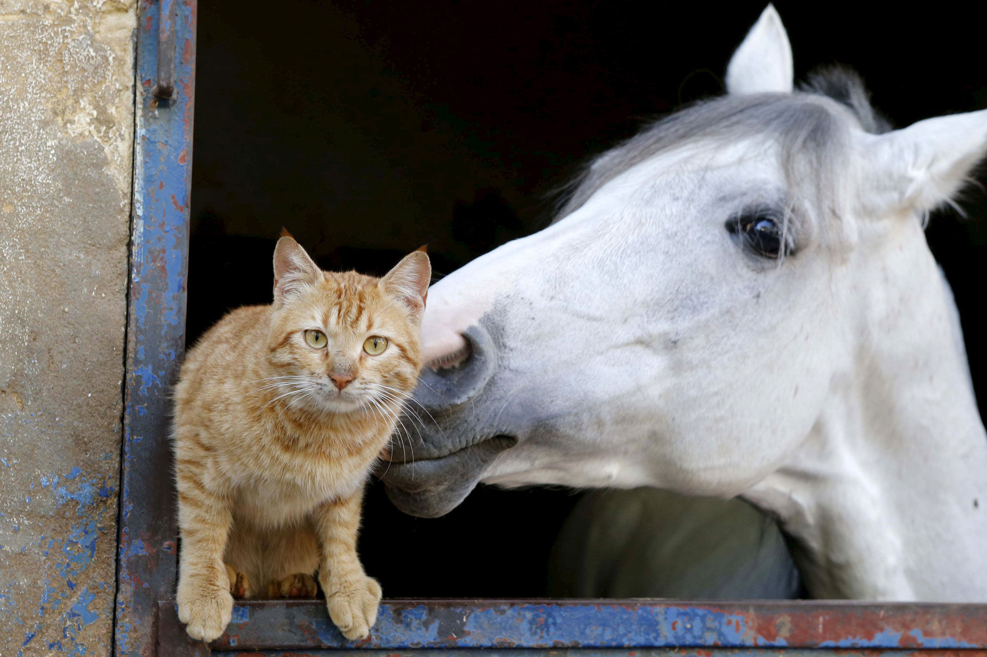 Кошка лошадка. Лошадь и кошка. Кот на лошади. Веселая лошадь. Смешной конь.