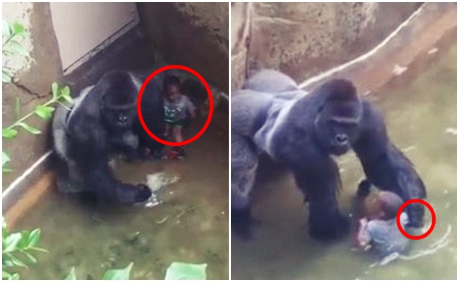 Yeni Video: Goril Vurularak Öldürülmeden Önce Çocuğun Elini mi Tutuyordu?