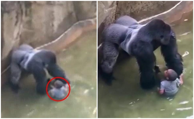 Goril Olayıyla Birlikte Hayvanat Bahçelerinin Tüm Dünyada Kapatılması İçin 8 Neden