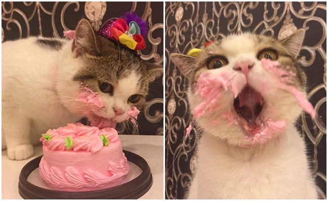 Doğum Günü Pastasını Yerken Kendinden Geçen Kedinin İmrendiren Keyfi