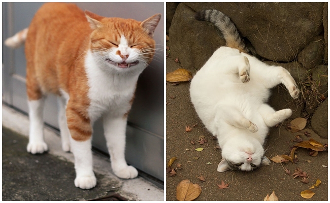 Japonya’daki Sokak Kedilerinin Mimik Ustaları Olduklarına Kanıt 19 Fotoğraf