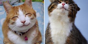 Kedinizi Daha Mutlu Etmek İçin İzlemeniz Gereken 9 Adım