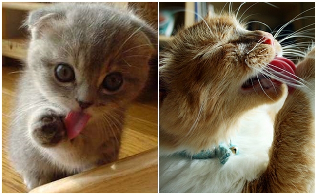 Kedilere “Pis” Diyenlere Kapak Olacak Kedi Temizliği Hakkında 11 Bilgi