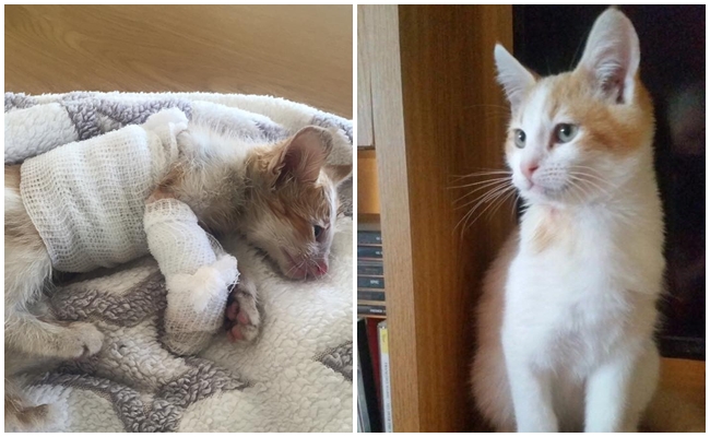Fabrika Aracının Yaraladığı Yavru Kedi Yaşam Savaşını Sevginin Gücüyle Kazandı
