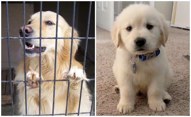 Ülkemizde En Çok Terk Edilen Köpek Golden Retriever’ları Barınaktan Sahiplenmeniz İçin 7 Neden