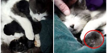 Köpekleri Ölen Ailenin Evine Gizlice Girip Minik Sürprizler Yapan Hamile Kedi