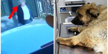 Köpekleri Zehirleyip “Gülerek Uzaklaşan” Kadının Kanınızı Donduracak Görüntüleri