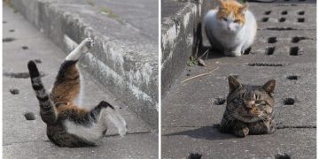 Yolda Gördükleri Deliklerle Oynamaya Bayılan Bir Tuhaf Japon Kedileri