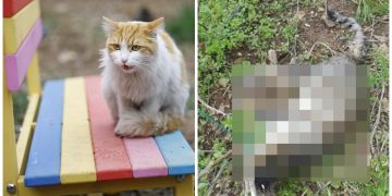 Kedi Köyü mü “Ölüm Köyü” mü: Gömülü 4 Kedi, 4 Köpek Cesedi ve Soru İşaretleri