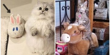 Adeta Ünlü Olmak İçin Doğmuş 20 Hayranlık Uyandırıcı Kedi