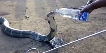 Aşırı Susadığı İçin Şişeyle Su Verilen Çaresiz Kral Kobra