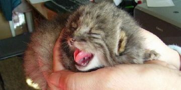 Ahırında Bulduğu Kedi Yavrularının Cinsini Öğrenince Ağzı Açıkta Kalan Çiftçi