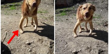 Hastalıktan Bacakları Pergel Gibi Olan ve Yuva Bekleyen Hüzünlü Sokak Köpeği