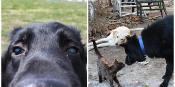 Ona Işık Olursak Tekrar Görebilecek “Görme Engelli Köpek” Karre’nin Hikayesi