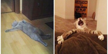 Kedilerin Gerçek Birer “Dram Oyuncusu” Olduklarını Kanıtlayan 9 Eğlenceli Fotoğraf