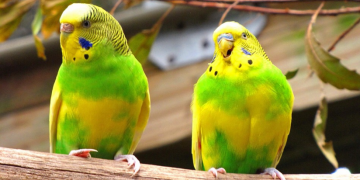Muhabbet Kuşu Bakımı ve Besleme Bilgileri