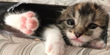 Evde Saatler Boyunca Kaybolan Minik Kedinin Hayretlere Düşürecek Saklanma Yeri