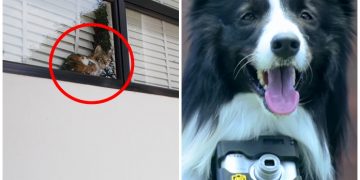 Heyecanlandığında Otomatik Fotoğraf Çeken Köpekten Aşırı Heyecanlı Fotoğraflar