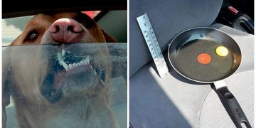 Yazın Arabada 15 Dakika Bırakılan Köpeklerin Başına Neler Gelebileceğini Gösteren Deney