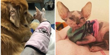 Yavruları İçin Damızlıkken Kurtarılıp Veterinerde Hemşirelik Yapan Tüysüz Kedi
