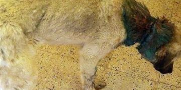 Sivas’ta Boynuna Lastik Takılarak Vahşice İşkence Edilen Sokak Köpeği