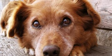 Köpek Fobisini Yenmeniz İçin Bilmeniz Gereken 13 Etkili Bilgi