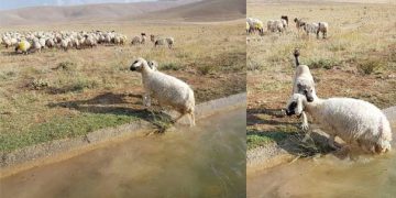 Boğulmakta Olan Koyunun Hayatını Kurtaran Kahraman Kangal Köpeği