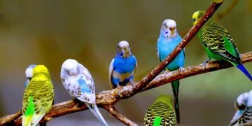 Cevaplıyoruz: Muhabbet Kuşlarında Yumurtlama Süreci
