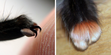 Örümceklere Karşı Bakış Açınızı Tamamen Değiştirecek 19 Minik Ponçik Pati