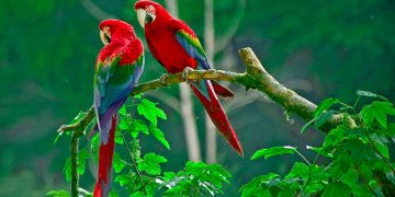 En İyi Konuşan 10 Papağan Türü ve Özellikleri