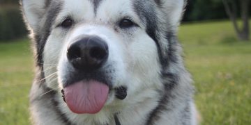 Alaskan Malamute Cinsi Köpekler Hakkında 13 Şey
