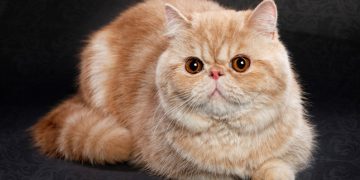 Exotic Shorthair Cinsi Kedilerin Özellikleri ve Bakımı İle İlgili Bilmeniz Gereken 18 Şey