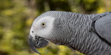Jako Papağanlar Hakkında Bilmeniz Gereken 14 Şey