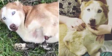 Yazıklar Olsun: İzmir’de Bacakları Asitle Yakılan Diren Köpek