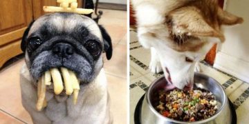 Köpeğinize Asla Yedirmemeniz Gereken 8 Zararlı Yiyecek