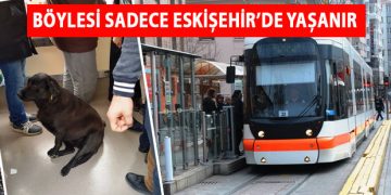 Eskişehir’de Her Gün Aynı Tramvaya Binip Yolculuk Yapan Sokak Köpeği