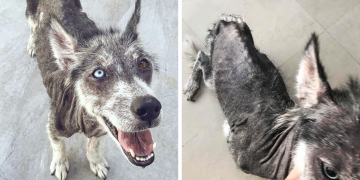 Ölmek Üzereyken Kurtarılan Husky Köpeğin Muhteşem Değişimi