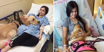 Hastanede Tedavi Gören Hastalara Destek Olan 16 İyilik Abidesi Köpek