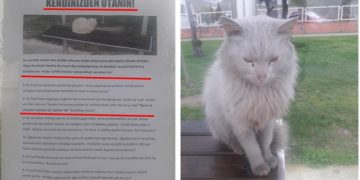 “Kedileri Durakta İstemiyoruz” Diyen Vicdansızlara Hayvansever Adamdan Ders Niteliğinde Cevap