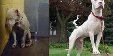 Öncesi ve Sonrası 23 Fotoğrafla Sahiplenildikten 1 Ay Sonra Fotoğrafı Çekilen Köpekler