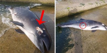 Tüfekle Ateş Edilerek Öldürülen Yunus Balığının Yürekleri Sızlatan Fotoğrafları