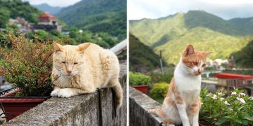 İnsan Nüfusundan Çok Daha Fazla Kedi Nüfusunun Olduğu Yer: Kedi Köyü